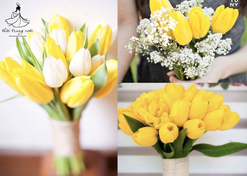 Hoa Tulip vàng